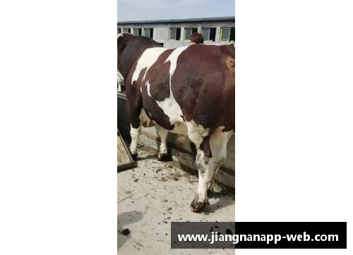 jn江南体育中国牛，是真牛！ - 副本